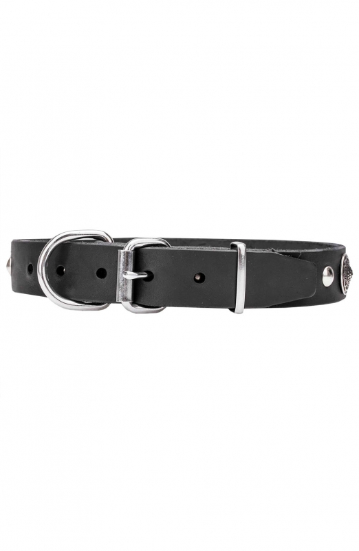 Buy Leather Studded Dog Collar Decorated with Round Like-silver Plates