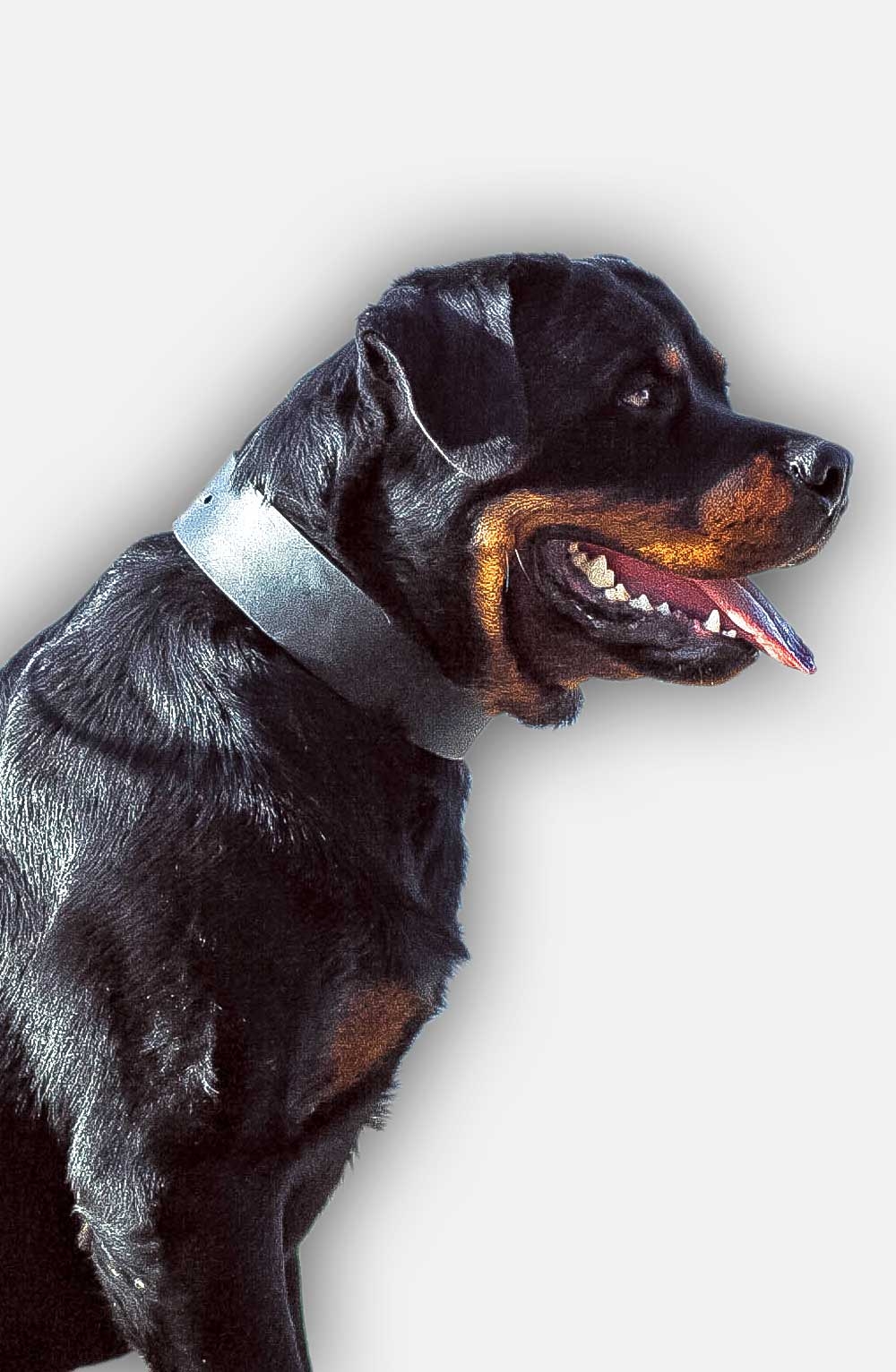 Buy Designer Dog Collars  Get Rottweiler Leather Collar Ovals