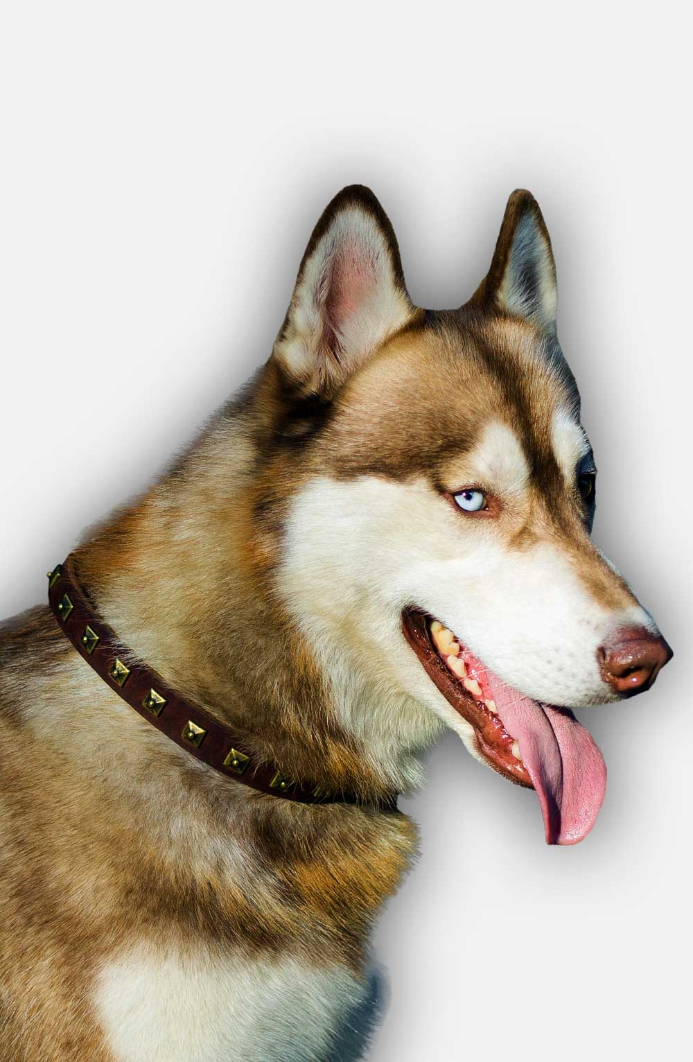 Get Designer Dog Collar with Square Brass Studs for Walking