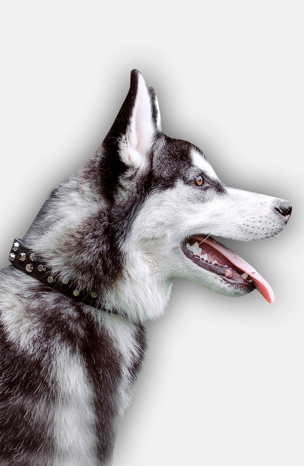 Husky 2025 with collar