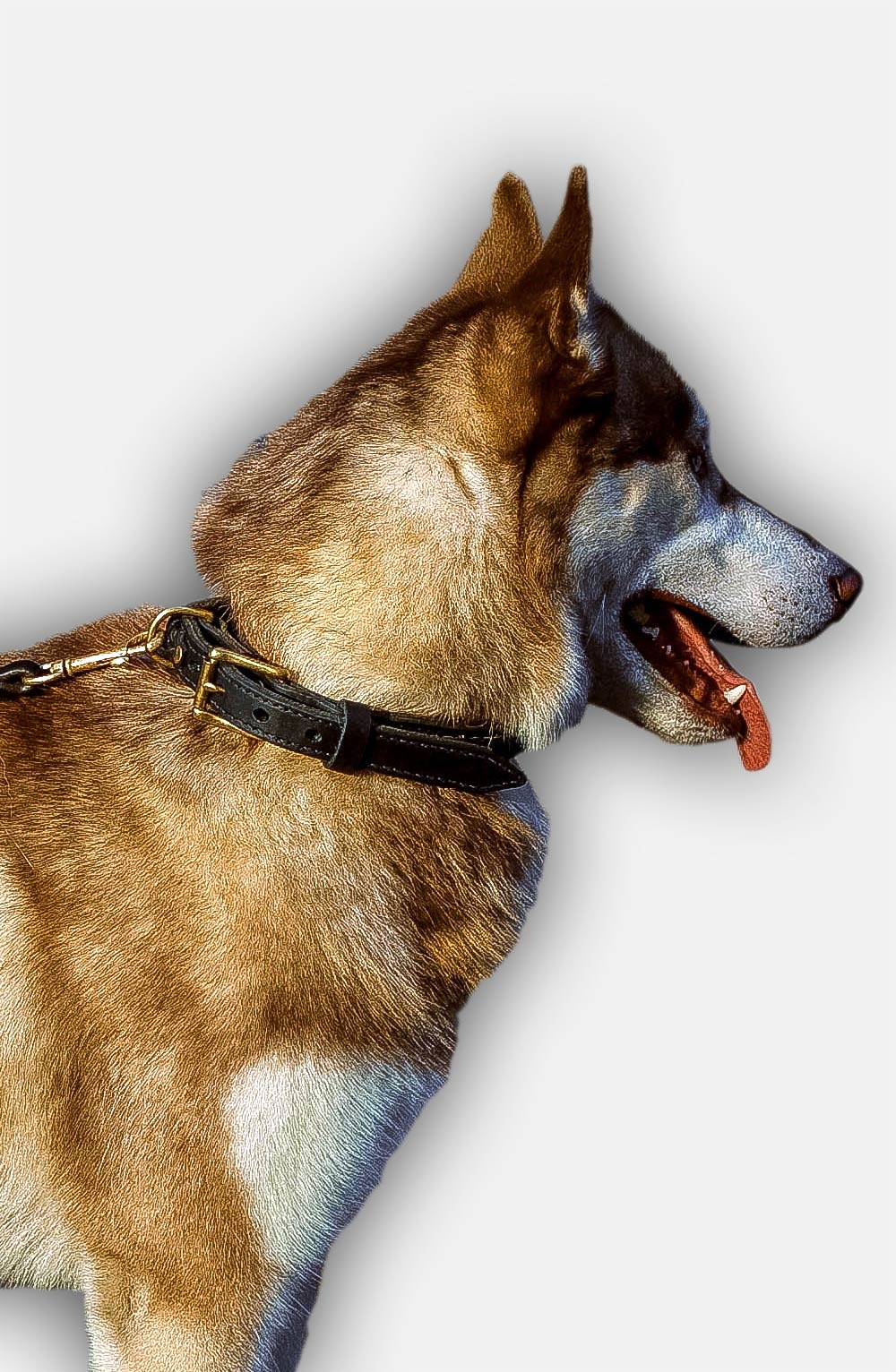 Best collars cheap for huskies