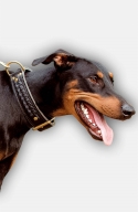2 ply Leather Doberman Collar with Fur Protection Plate.