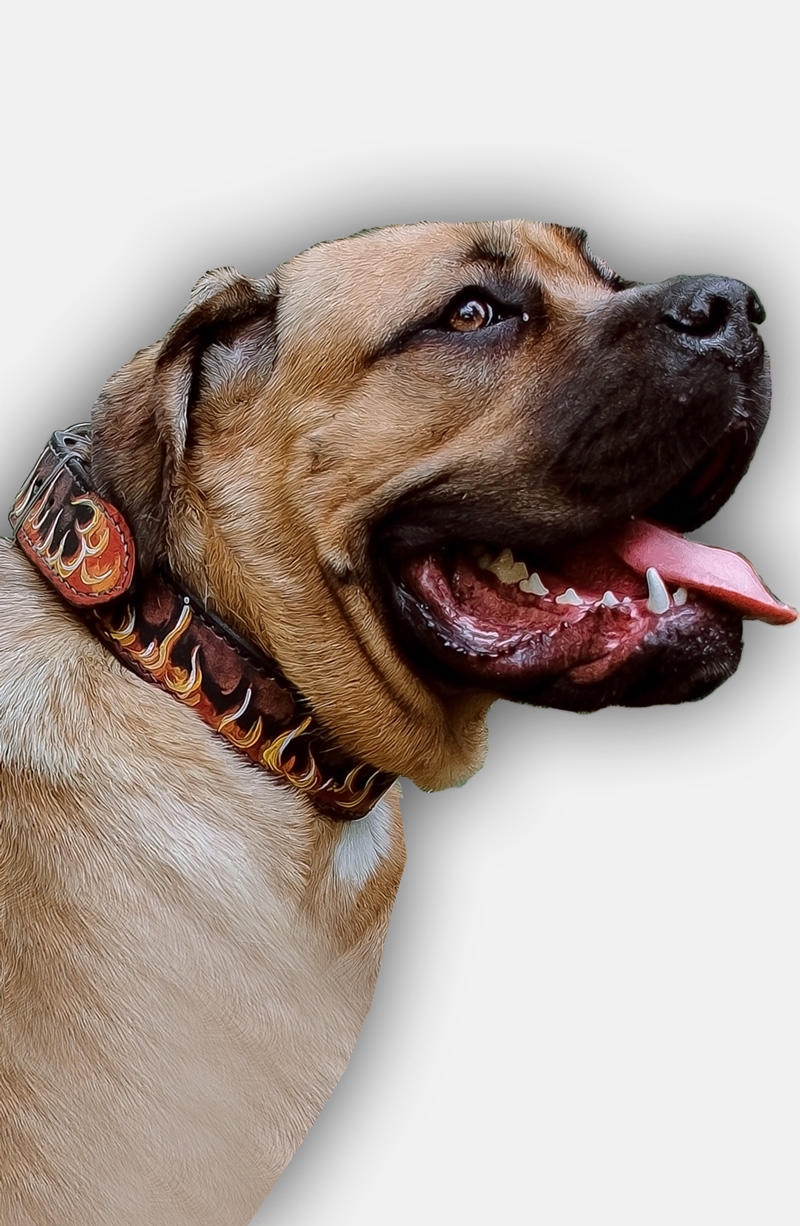 Buy Designer Cane Corso Dog Collar, Flames Painted
