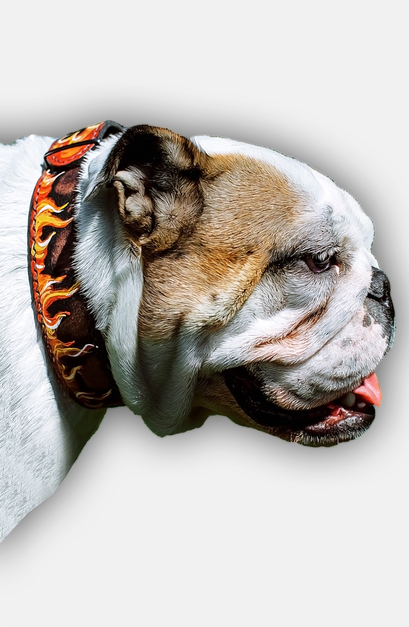 Olde english bulldog outlet collars