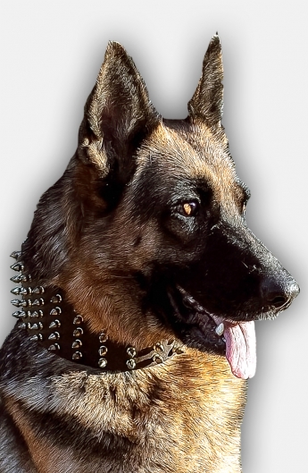 german shepherd puppy collar