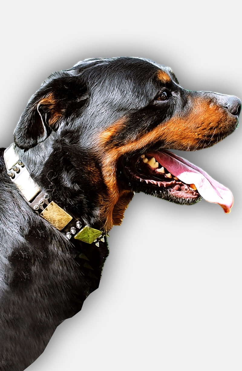 Rottweiler with outlet spiked collar