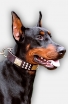 protective spike dog collar for doberman pinscher