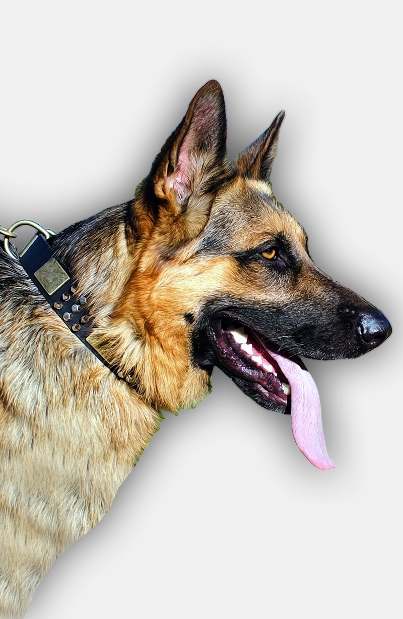 German shepherd spiked collar best sale