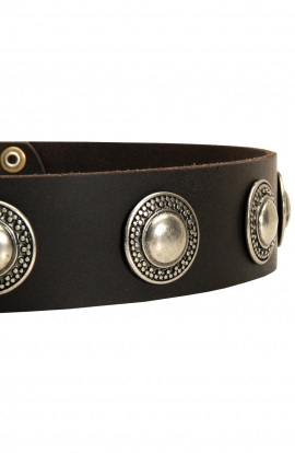 Fancy Leather Dog Collar with Vintage Nickel Conchos