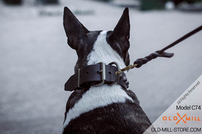 Bull Terrier Collar with D-Ring  for Leash attachment