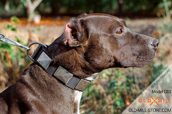 Leather Dog Collar with Large Silvery Nickel Plates for American Pitbull