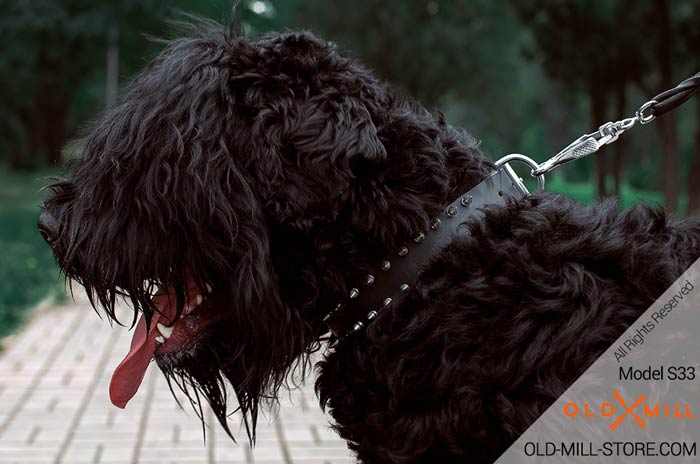Black Russian Terrier Spiked Collar